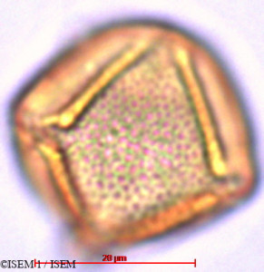 Saracha punctata - lame n° 29453